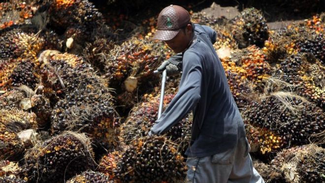 Человек, работающий на плантации пальмового масла