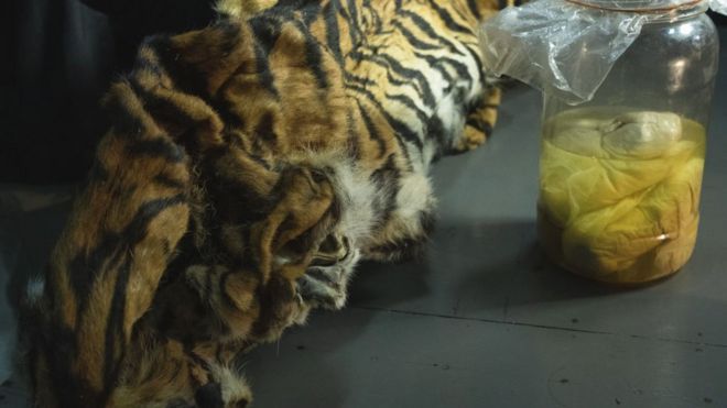 шкура и четыре плода суматранского тигра (Panthera tigris sumatrae), сохраненные офицерами