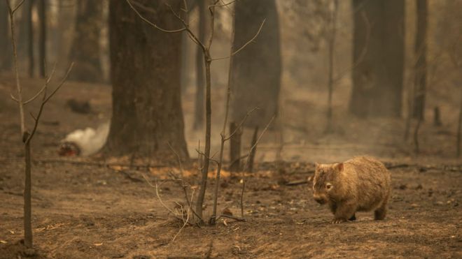 A wombat looking for food in a bushfire-affected spot in the Kangaroo Valley in January 2020