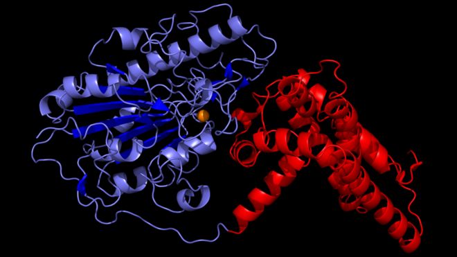 Цифровое представление структуры белка EptA