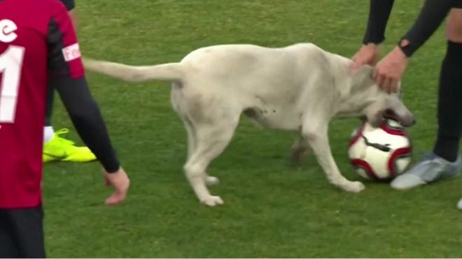 كلب يشارك في مباراة بالدوري التركي لكرة القدم