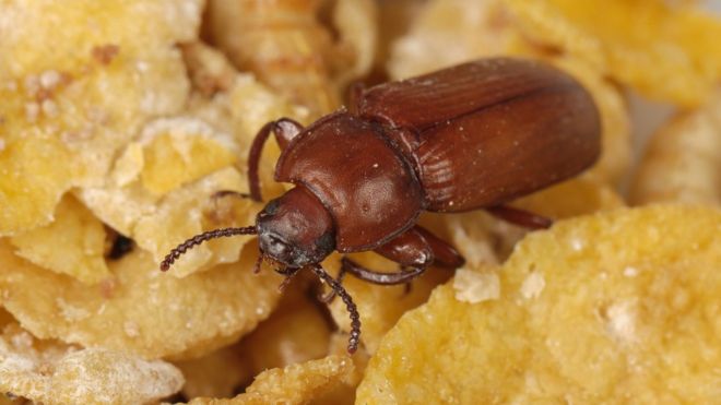 Escarabajo gusano de la harina, Tenebrio molitor
