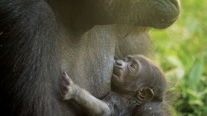 Безымянная горилла на фото со своей матерью.