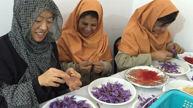 Соучредитель Rumi Spice Ким Ченг сортирует шафран с афганскими женщинами