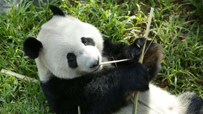 Заповедники дикой природы Сингапурская гигантская мужская панда Кай Кай