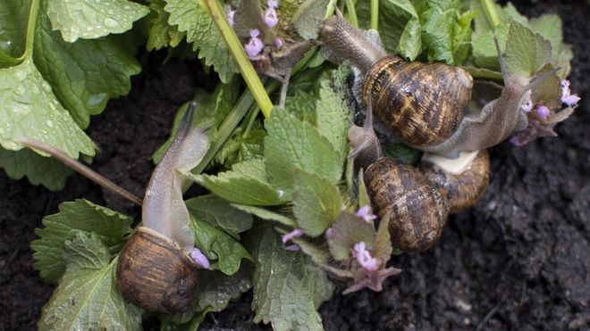 Улитки в Peconic Escargot