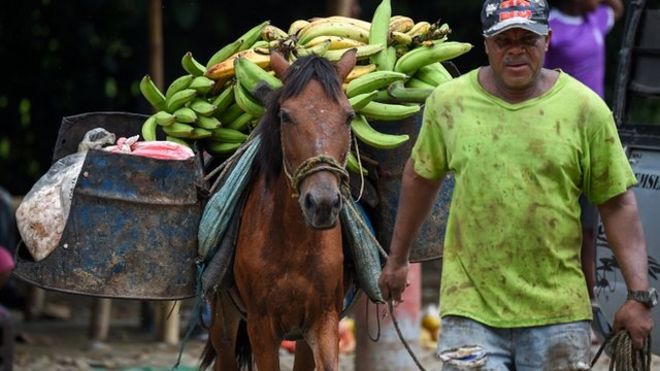Осел, загруженный бананами в Колумбии