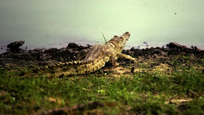 Крокодил на реке Руфиджи