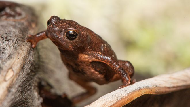 Coalas estão ameaçados de extinção, diz Austrália - BBC News Brasil