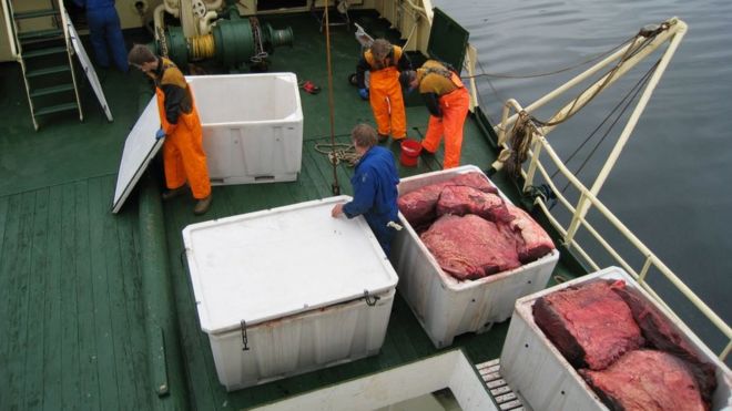 Норвежские китобои упаковывают китовое мясо на своем корабле