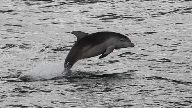 A dolphin jumping out of the water near Berwick