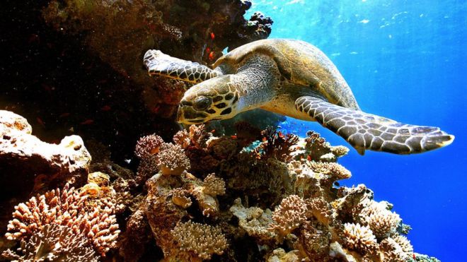Черепаха плывет над коралловым рифом