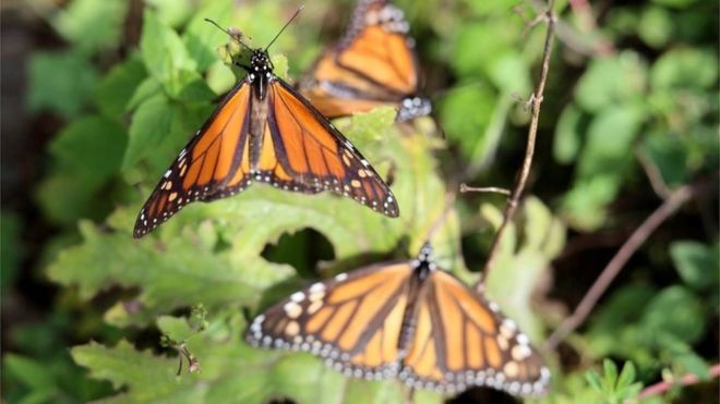 Monarch butterflies in a tree in Mexico