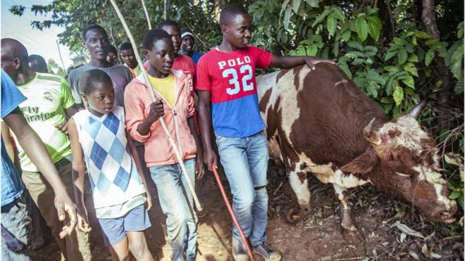 Толпы гуляют с поверженным быком Тупа Тупа в западной Кении
