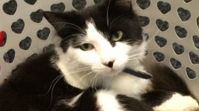 حكم بسجن قاتل القطط في كاليفورنيا 16 عاما