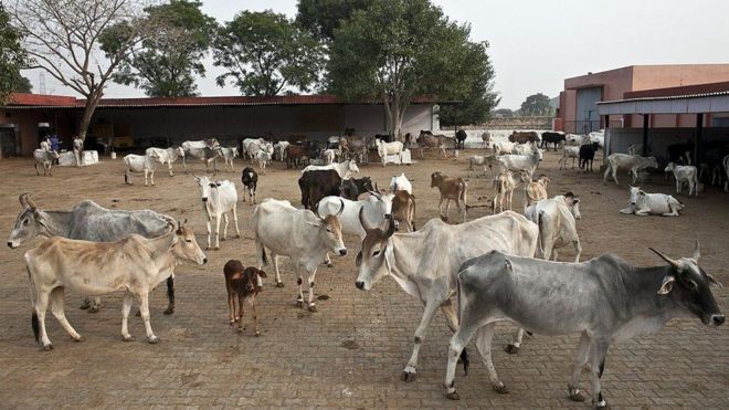 Ng'ombe nchini India ni wanayama watakatifu na kuna sheria dhidi ya ulaji na uchinjai wa mnyama huyo.