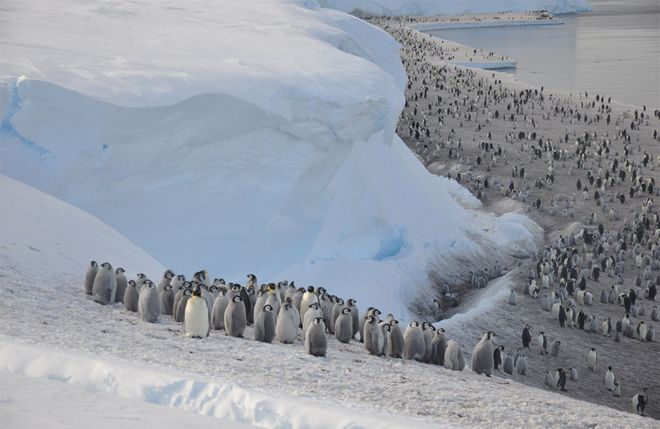 Colônia de pinguins-imperadores