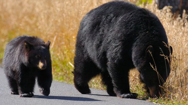 Медведь и детеныш в национальном парке Йеллоустоун