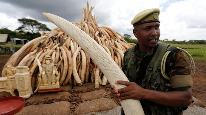 Рейнджер Кенийской службы охраны дикой природы (KWS) укладывает бивни слонов, часть из предположительно 105 тонн конфискованной слоновой кости, которая будет подожжена, на костер в национальном парке Найроби возле Найроби, Кения, 28 апреля 2016 года.