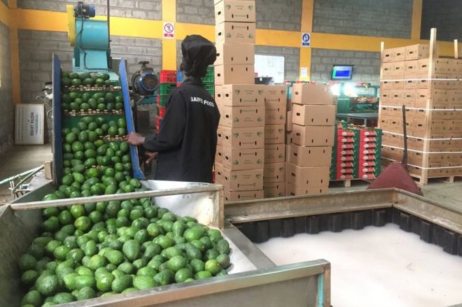 Рабочие сортируют авокадо в Saipei Foods в Найроби