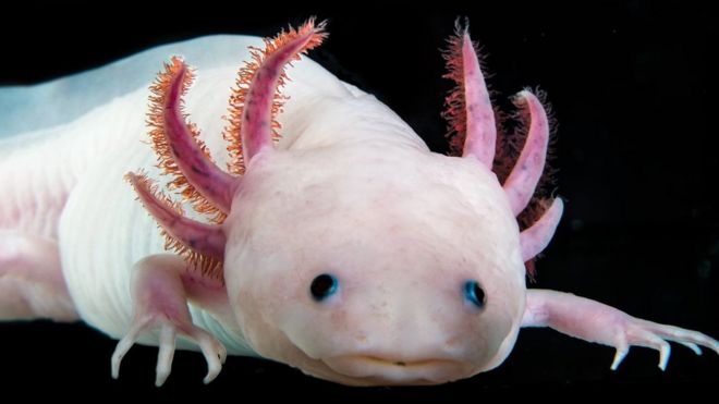 O axolote