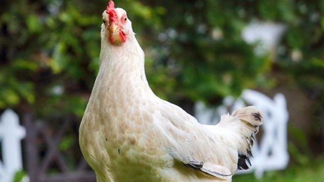 زبل الدجاج لمكافحة فيروس كورونا