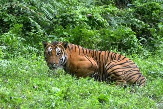 На этой фотографии, сделанной 21 декабря 2014 года, индийский бенгальский тигр смотрит на лесную поляну в национальном парке Казиранга, примерно в 280 км к востоку от Гувахати на северо-востоке Индии.