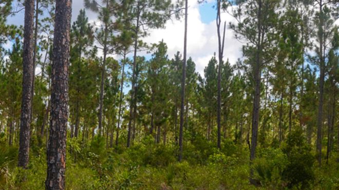 Bosque pine rockland.