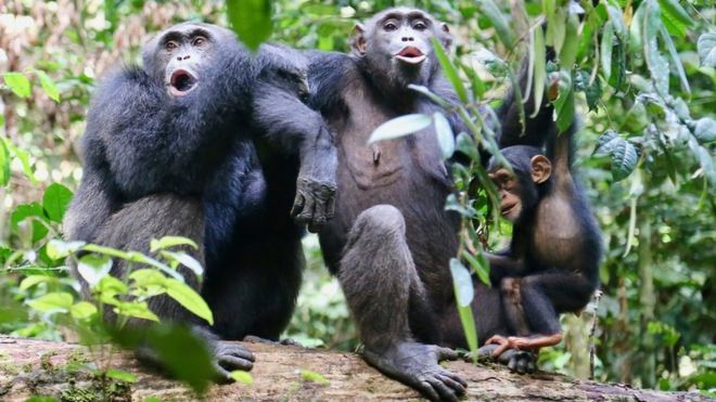 Chimpanzees in the Tai National Park, Côte d'Ivoire, "speaking" to another group nearby