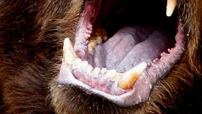 Зубы медведя