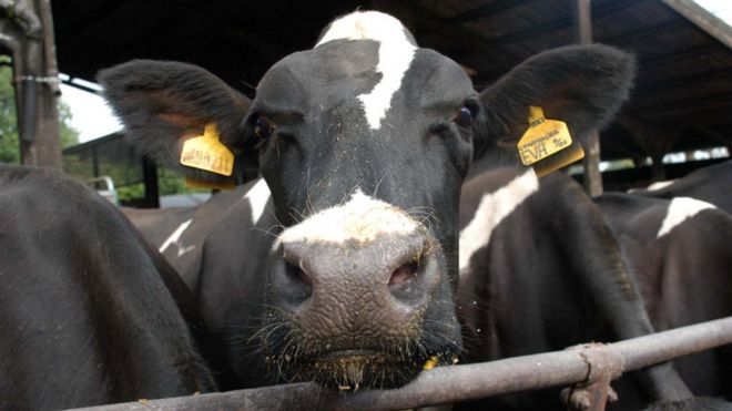 Часть большого стада фризских дойных коров на ферме в Хэмпшире