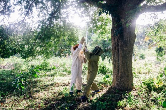 Раймонд Киланго и Джума Салим Мусса поднимают улей в дерево