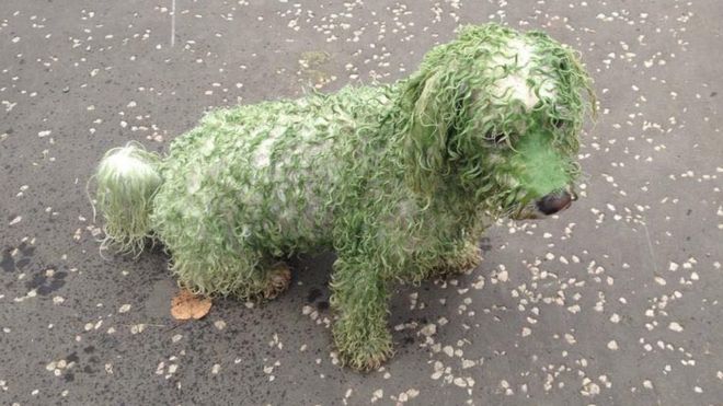 blue green algae dog blue green algae dog