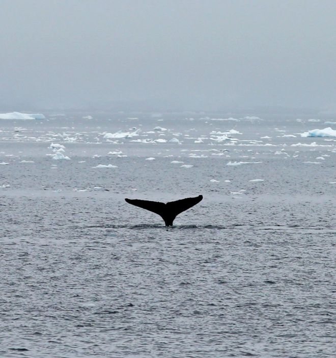 Хвост кита, торчащий из воды