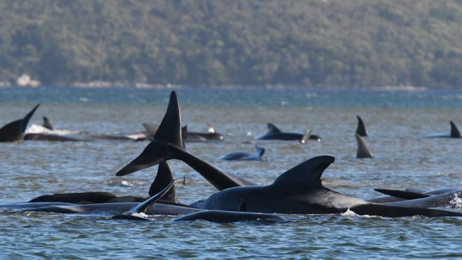 Australia Pilot Whales Death: 477 whales die in ''heartbreaking'' New  Zealand strandings - The Economic Times