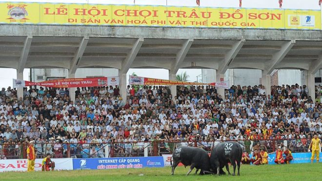 Lễ hội chọi trâu Đồ Sơn 2017 có 32 trâu đến từ các phường thuộc quận Đồ Sơn.