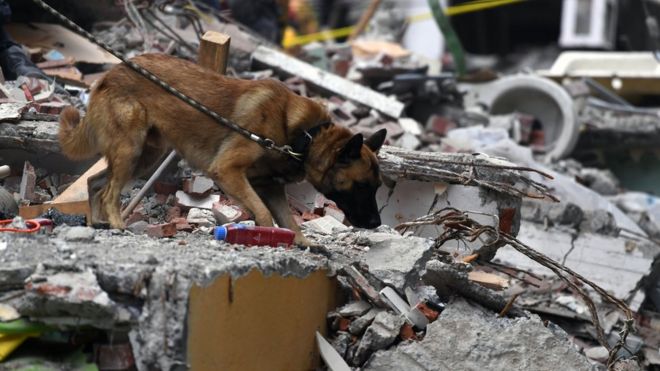 Собака-сниффер принимает участие в поиске выживших в Мехико 21 сентября 2017 года
