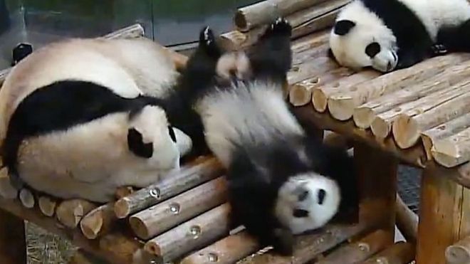 カナダ東部のトロント動物園はこのほど、2年前に生まれた双子のパンダの誕生日を祝って、パンダたちが木や台から転がり落ちる瞬間ばかりをとらえた映像集を公表した。