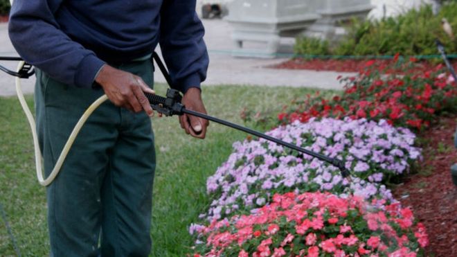 A gardener sprays plants with pesticide in Florida