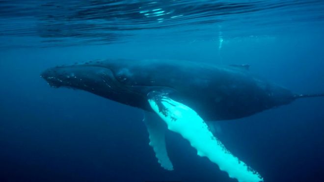 Горбатый кит плывет под водой у Шетландских островов