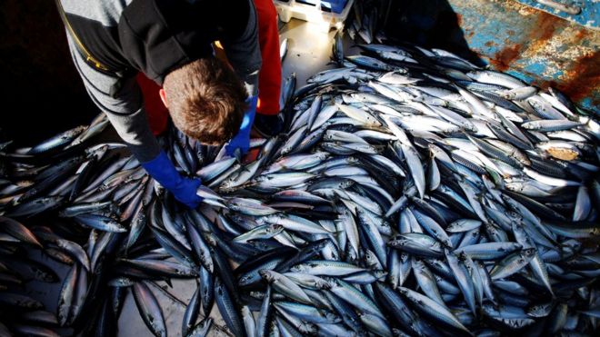 Французский рыбак перебирает улов скумбрии