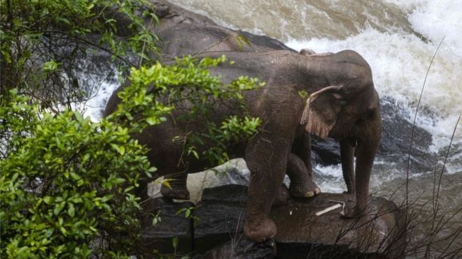 Два выживших слона оказались в ловушке на дне водопада