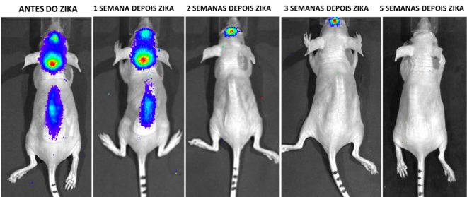 Sequência de exames mostram evolução do tratamento em camundongos