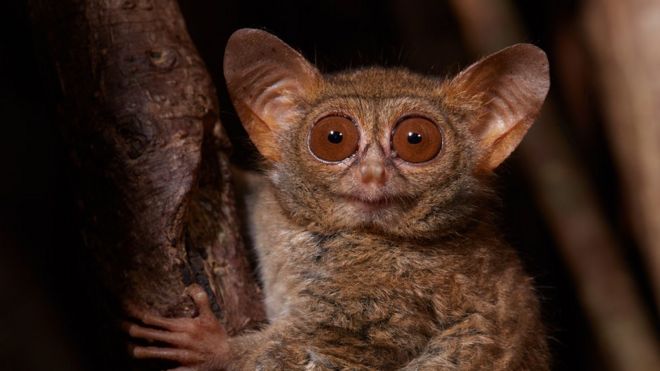 Tarsier