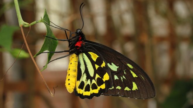 Птичий крылаток королевы Александры (Ornithoptera alexandrae)