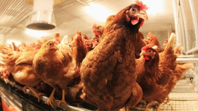 கோழிக்கூட்டம்