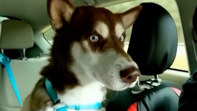 Хаски Синатра самостоятельно преодолел почти 1800 километров.