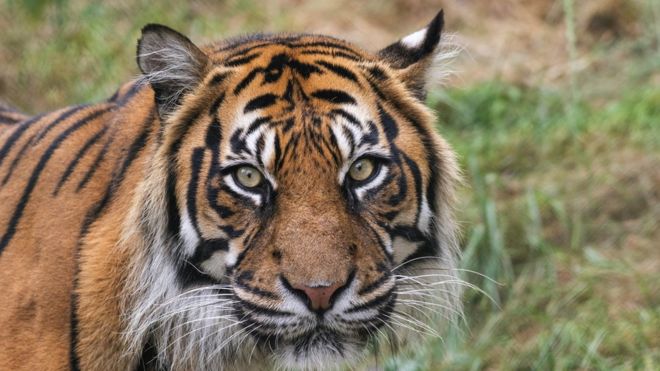 Rare Sumatran Tiger Cubs Emerge from Den at Chester Zoo in U.K.
