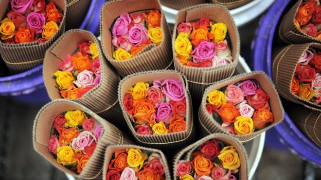 Bunches of roses recently picked at a flower farm in Kenya