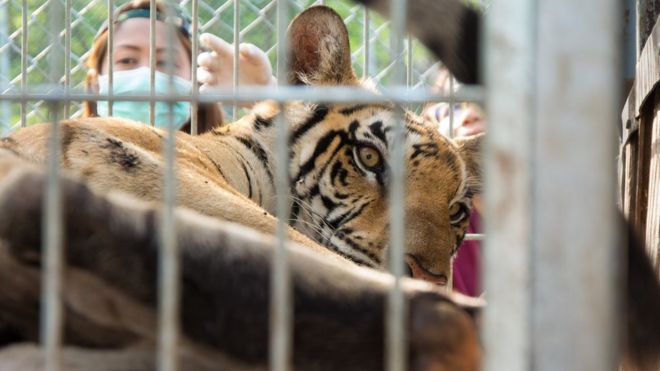 Тигр в клетке у храма в Таиланде